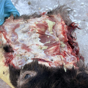 Puss: Typiske funn i lymfeknutane på hovedet. Pusset er seigt og grønt på farge. Sauen hadde også byllar i andre lymfeknutar. Dyret er avliva grunna desse symptoma. Foto: Kristina Jordalen