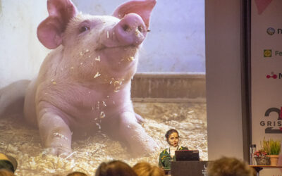 Gris i ’25: Grisen sikrar auka sjølvforsyning