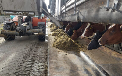 Fôrbrett frå Forsand på veg ut i Europa