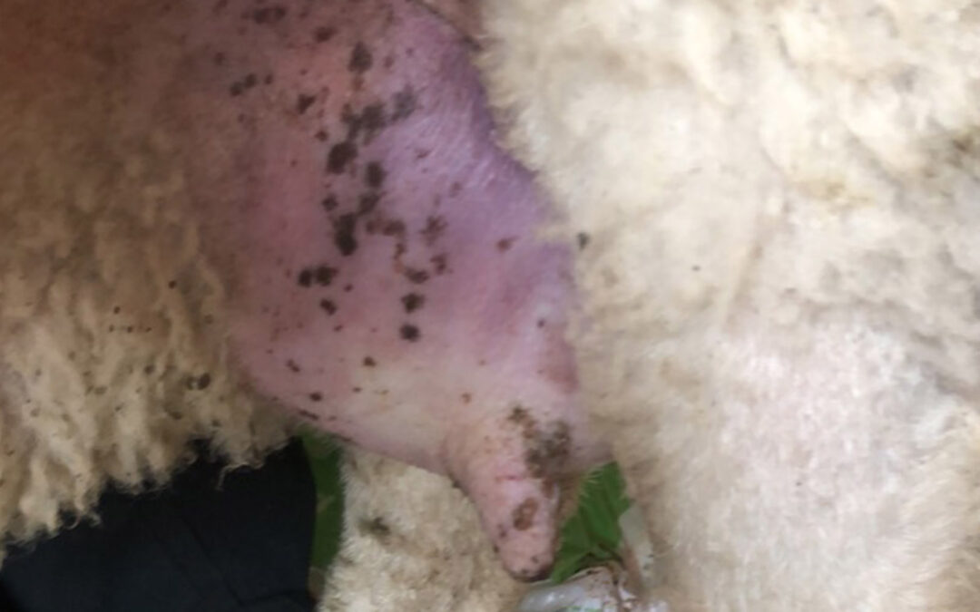 Vaksiner mot munnskurv