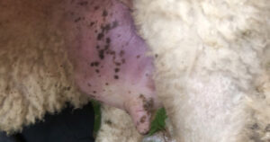 Unødvendig liding: Har du problem med at munnskurv gir jurbetennelse på dyra dine, kan det vera smart å vaksinera mot munnskurv. Her ser me ei søye med skurv på spenen, kor det dessverre har vorte kolbrann i juret som følgje av akutt jurbetennelse.