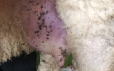 Vaksiner mot munnskurv