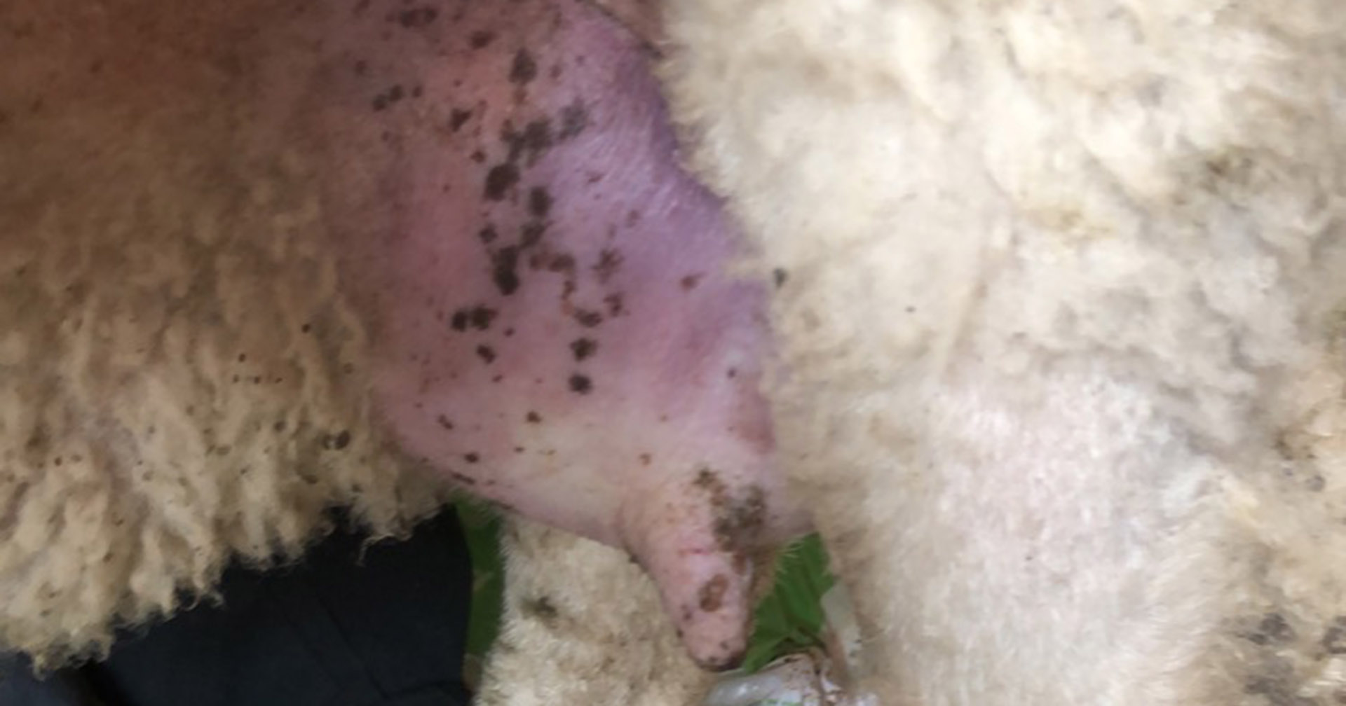 Unødvendig liding: Har du problem med at munnskurv gir jurbetennelse på dyra dine, kan det vera smart å vaksinera mot munnskurv. Her ser me ei søye med skurv på spenen, kor det dessverre har vorte kolbrann i juret som følgje av akutt jurbetennelse.