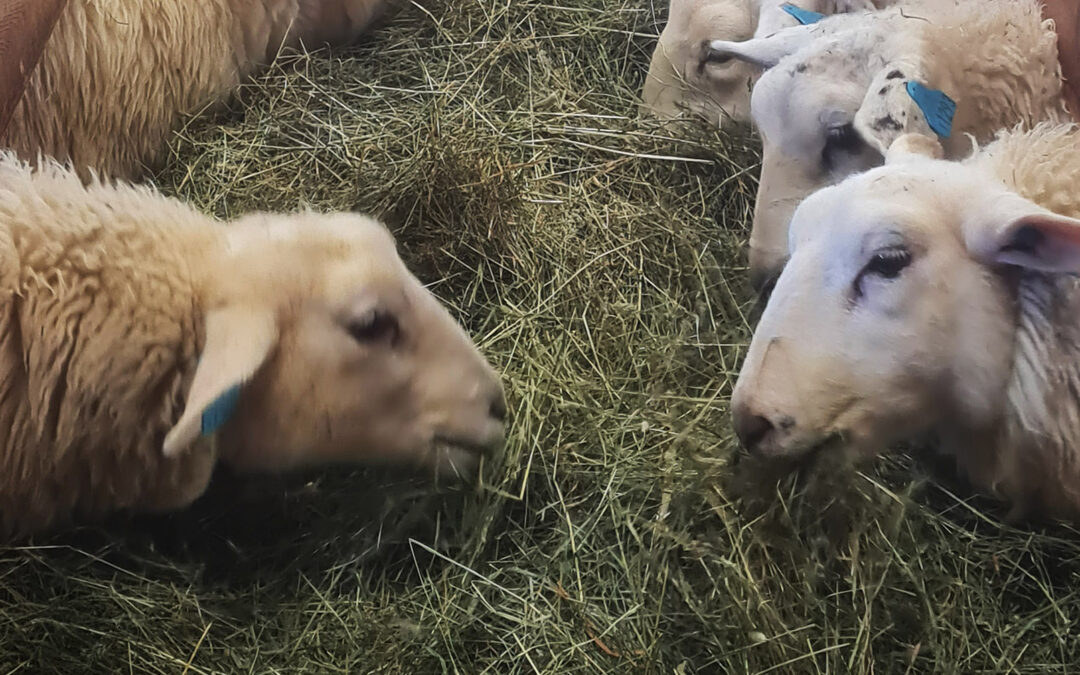 Grovfôrstrategi til sauen