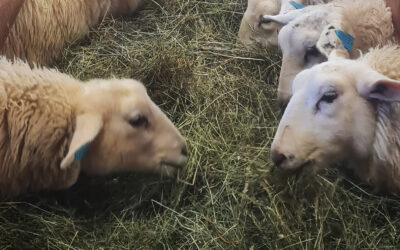 Grovfôrstrategi til sauen