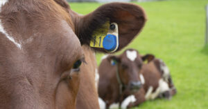 Overvaking: Med denne i øyret har du god oversikt over dyra dine. SenseHub melder frå om brunst og om helse. Arkivfoto.