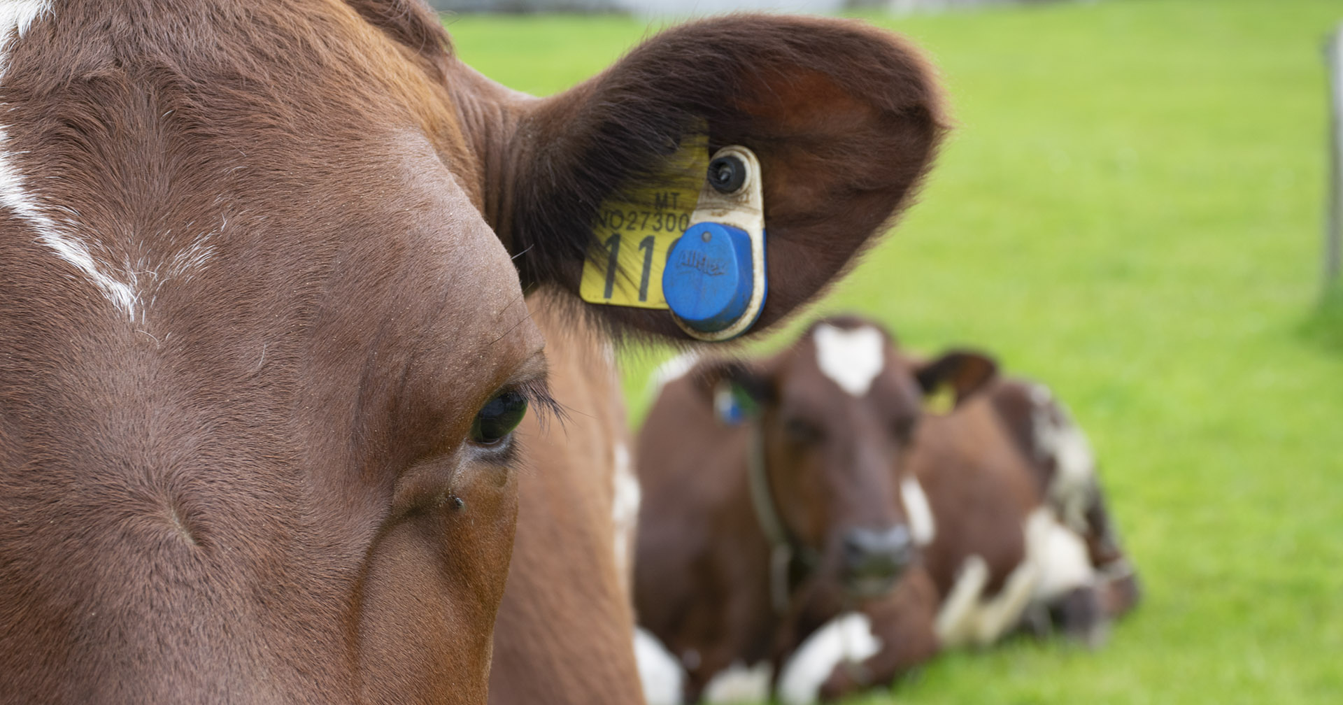 Overvaking: Med denne i øyret har du god oversikt over dyra dine. SenseHub melder frå om brunst og om helse. Arkivfoto.