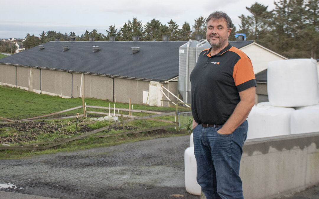 Har ammekyr i kyllinghuset