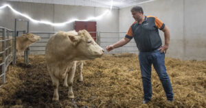 Alltid obs: Thor Ove har sett inn grinder og to fôrhekkar, og lagt talle rett på golvet. Her kan han dele av i fire bingar når det trengst. Men sjølv om dyra har godt lynne, er han alltid skjerpa når har går inn til flokken.