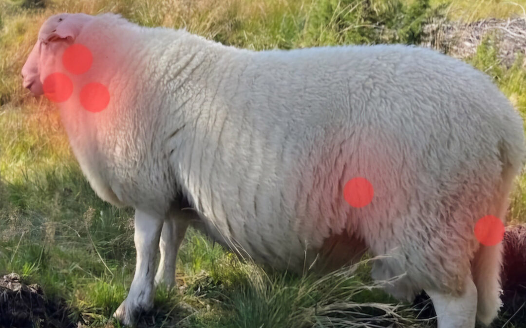 Hald byllesjuke vekke