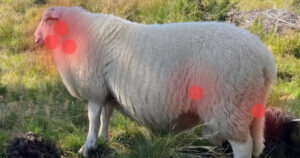 Typiske stader for byllar. Desse fem lymfeknutane er dei vanlegas råka hjå sau. Geit har i tillegg ein lymfeknute like over juret.