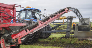Stor jobb: Eit grøfteanlegg vil normalt fungera i minst 30 år før det må grøftast på nytt. Driftsform avgjer ofte kor sterkt du må drenera. Grasmark krev mindre grøfting enn åkerkulturar, og beite mindre enn slåttemark. Foto: Grøftedemonstrasjon med grøfteplog på Jæren, Sjur Håland
