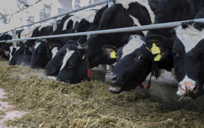 Kan ikke ofre kyr for klima