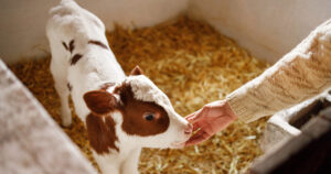 Sugerefleks? Den nyfødde Kalven er frisk, men vil ikkje, eller kan ikkje suge. Då kan behandling med selen og vitamin E ha god effekt. Foto: Istock / Georgijevic