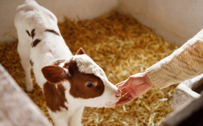 Når den nyfødte kalven ikkje syg