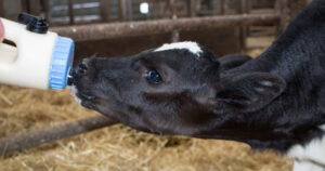 God appetitt: Slik vil me sjå kalven, med god appetitt og god spyttproduksjon. Men for at ein nyfødd kalv skal byrja å suga, må den ha muskelkraft nok i musklane som er viktige for normal suging. Mangel på selen og vitamin E kan hemme suging. Foto: Istock / Deb Drury