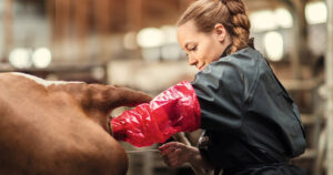 Kalv i kua: Ulike aktivitetsmålarar gir deg informasjon om aktivitet og insemineringstidspunkt, men det er du sjølv som må legge til rette for god brunst. Foto: Jens Huagen/Geno