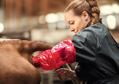 Inseminering – steg for steg