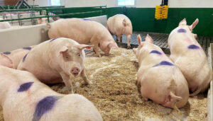 Ein betre kvardag: Etter sanering og ombygging har arbeidsdagen i grisehuset blitt mykje lettare. Foto: Privat