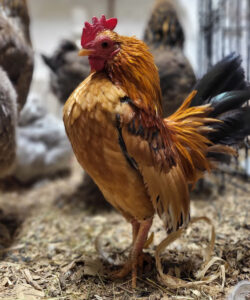 Liten og mektig: Den raude hanen er av verdas minste hønserase, Serama. Han veg berre nokre hundre gram, men er likevel sjef i flokken.