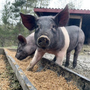 Iver i trauet: Grisane på Hagen får mask, matrestar og så vidt litt kraftfôr. Det bidreg til å halda fôrkostnadane nede.