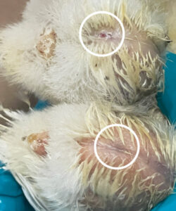 Lukket navle og dårlig helet navle.