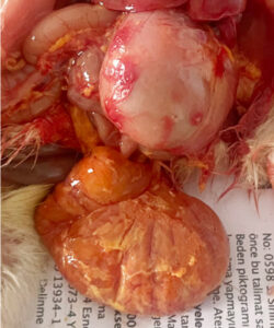 Plommesekkbetennelse.