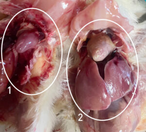 1. kylling uten E. coli. 2. Kylling med E. coli, fibrinbelegg på lever og i hjertesekk.