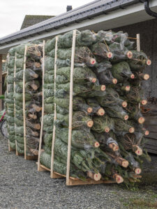 Grøne og snart glitrande: Voll Juletregard produserer eigne tre til sjølvhogst. På desse to pallane ligg innkjøpt fjelledelgran som skal vidareseljast til gardens kundar.