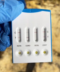 Diaretest fra ammekalv: Denne ammekalven fikk positivt utslag både på rotavirus, corona­- virus og cryptosporidier. Kalven overlevde fordi gårdbrukeren tok tidlig kontakt og vi fikk satt den på riktig behandling. Kalven fikk i tillegg svært god oppfølging av gårdbruker.