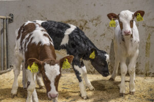 Rekruttar: Kalvane har sitt eige, isolerte rom fråskilt frå fjøset.