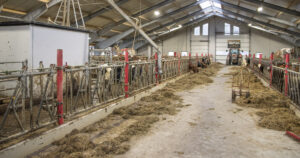 Triveleg: Fjøset til Brit Kirsten og Tom Fuglestad er lyst og romsleg, med brei fôrgang. Ammekyrne har plass lengst nede til venstre. På høgre side er kviger og oksar oppstalla.