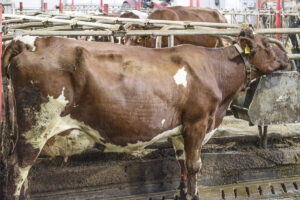 Mjølkeku: Fotografiet speglar ikkje heilt inntrykket av denne særs store og flotte NRF-kua. Ho har eit nærast perfekt trauforma jur. 0916 kalva midt i september og leverer tre månadar inn i laktasjonen 50 kilo mjølk dagleg.