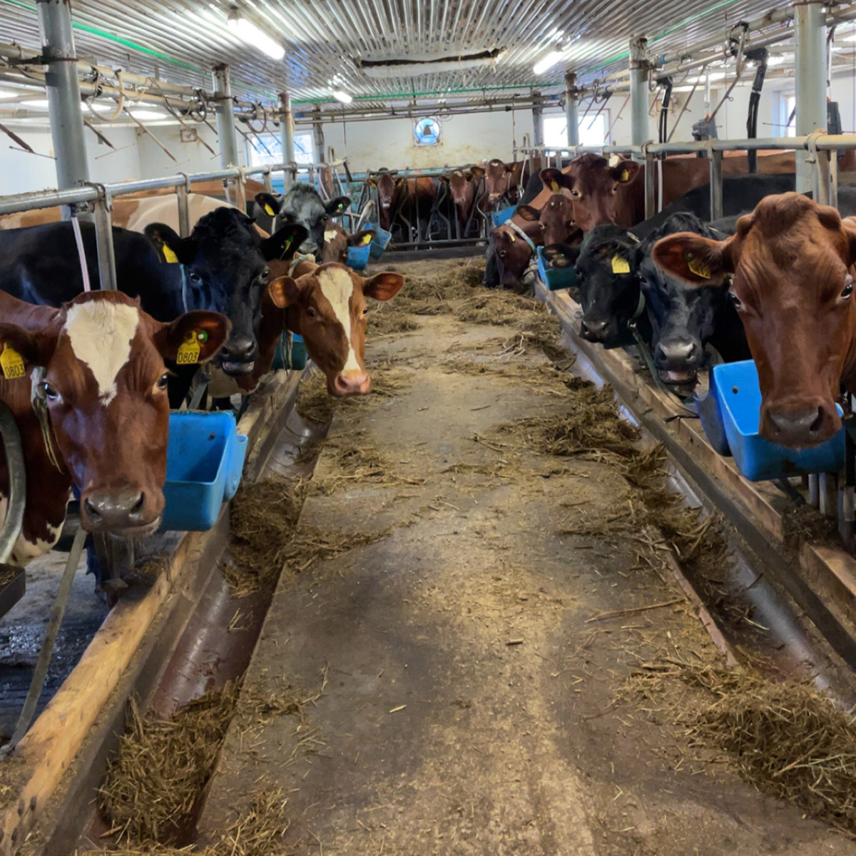 CjUKMVNuYXBjaGF0LzEzLjM1LjMuMCAoaVBob25lMTMsMjsgaU9TIDE4LjEuMTsgZ3ppcCkgAg==