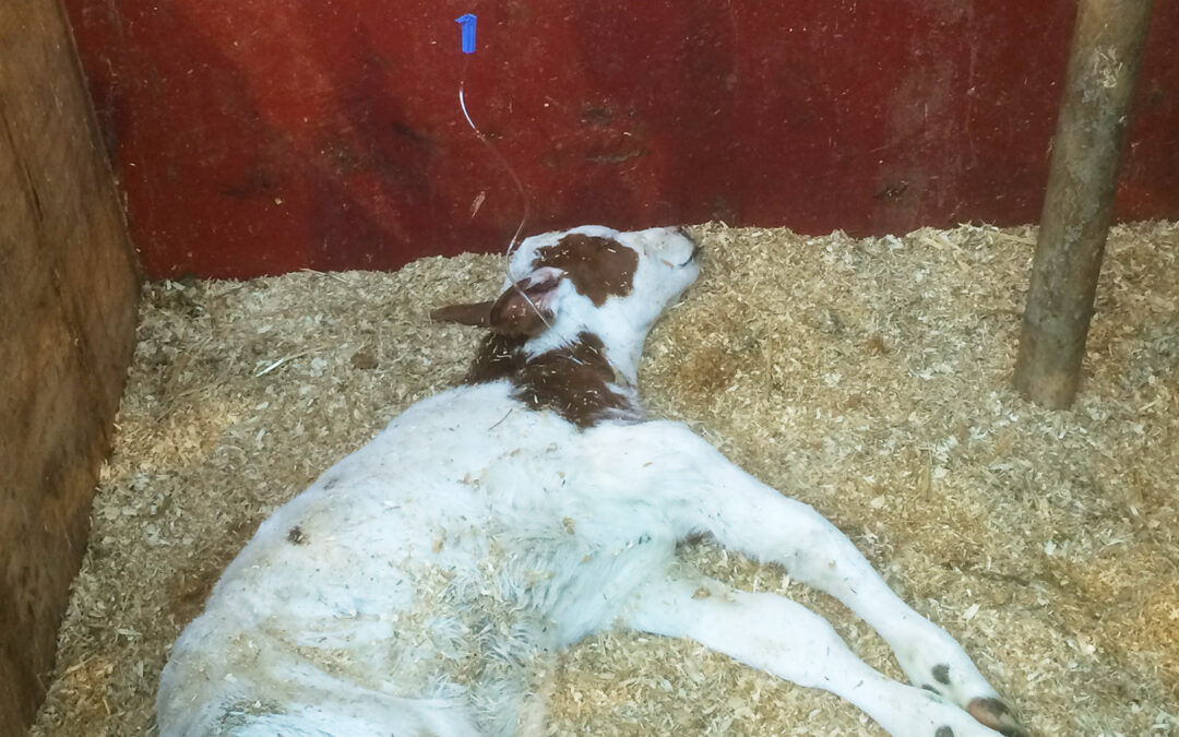 Cryptosporidier – frustrasjon for folk og fe