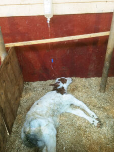 Intravenøs behandling: Denne kalven er slått ut av cryptosporidier og får intravenøs væskebehandling på grunn av diare. Kalven overlevde.