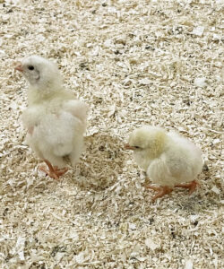 Vi får det vi kaller «non-starter».