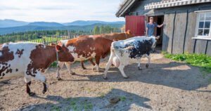 Avhengig av fjellbeite: Setra er viktig i drifta på Uppigard Skoe. Og når dyra er til fjells trør storfamilien til for å få arbeidsdagen til å gå i hop. No vurderer dei om dei skal renovere seterfjøset, eller tenke heilt nytt. Foto: Lars Sandved Dalen, NIBIO