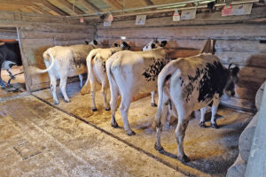 Trønderar på bås på setra: Seterfjøset er bygd i ei anna tid og er tilpassa kurasane i si tid. Foto: Privat