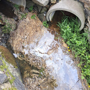Uønska: Såkalla lammehalar er eit tydeleg teikn på næringsavrenning frå jordbrukt til vatn. Dei er slimete bakterieformasjonar som stel oksygen og dermed liv frå vatnet. Foto: Håkon Nilsen