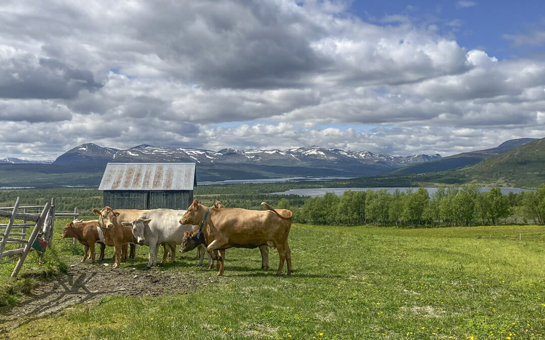 Liv laga for fjellbonden