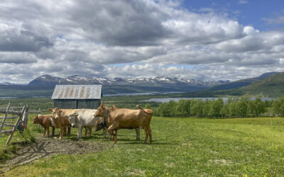 Liv laga for fjellbonden