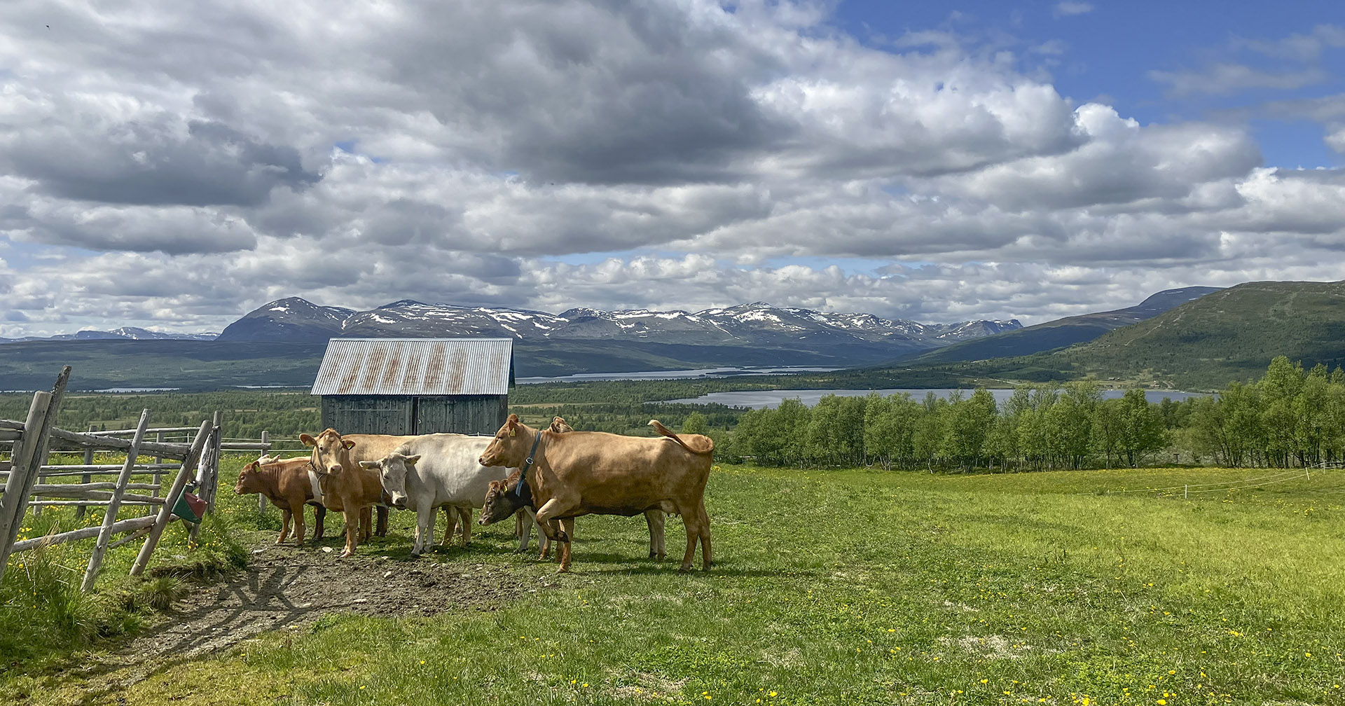 Liv laga for fjellbonden Liv laga for fjellbonden