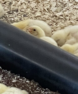 Kyllingen er varm, som er en stressfaktor.