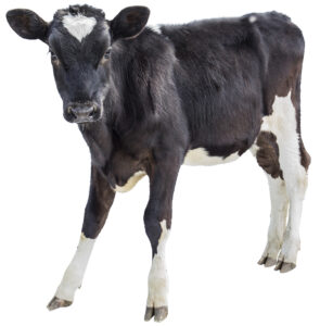 Foto: Istock / Dmytro Leshchenko