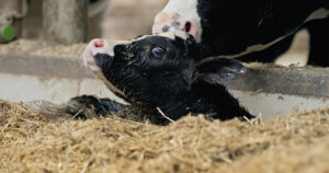 Foto: Istock / simonkr