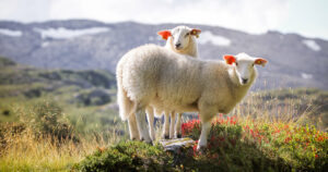 Topp kvalitet: Førstesortering av kvit crossbred, som frå desse NKS-lamma, er den mest ettertrakta ulla. Foto: Istock / Majchy.