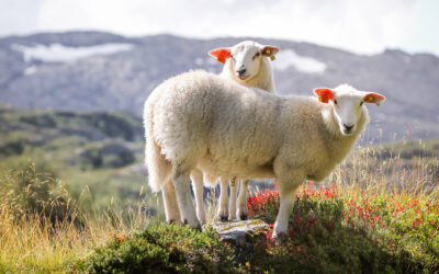 Nei, norsk ull blir ikkje kasta