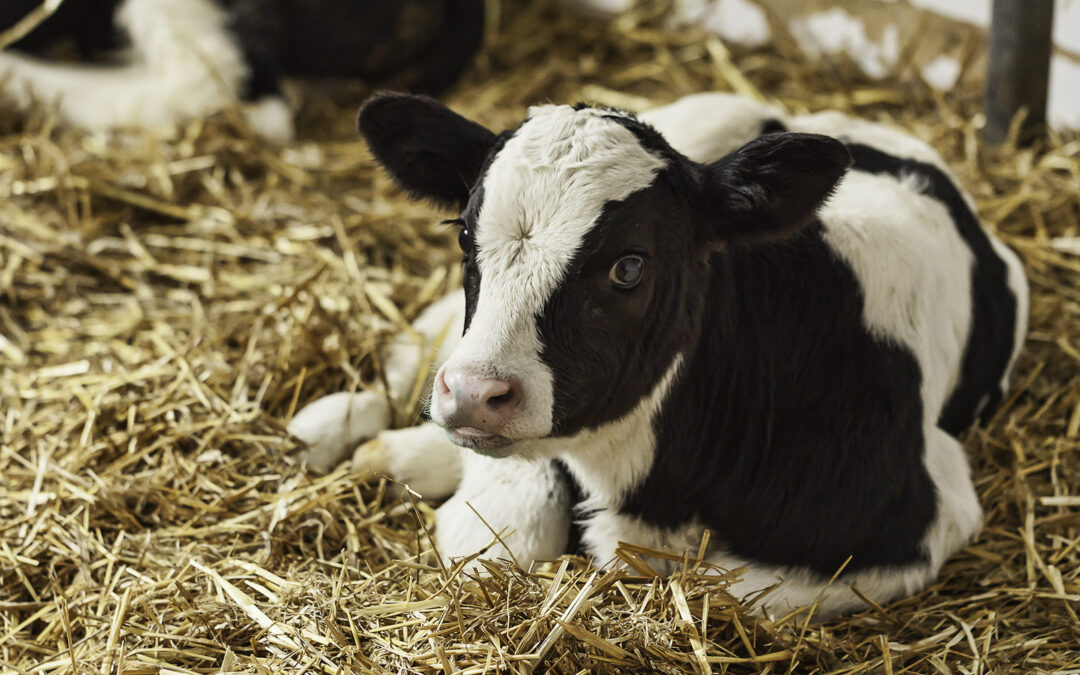 Gode råd for betre kalvehelse