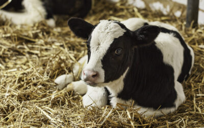 Gode råd for betre kalvehelse